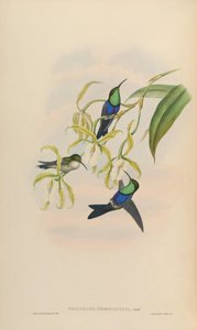 Thalurania nigrofasciata = Thalurania furcata nigrofasciata de John Gould